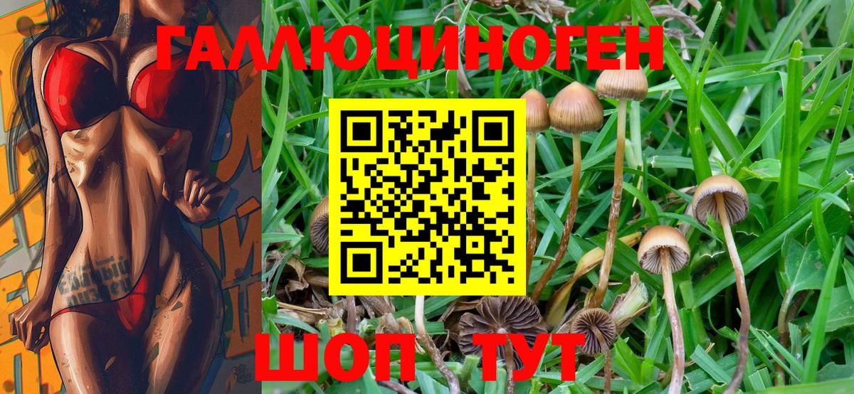 наркошоп  Кириши  Псилоцибиновые грибы Psilocybe 